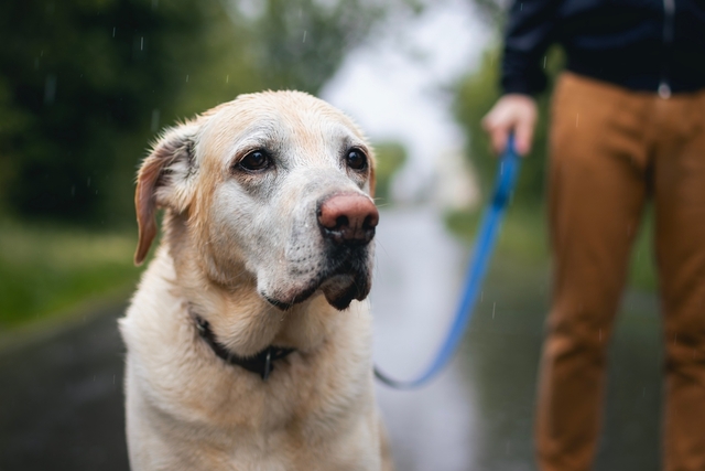レプトスピラ症 犬の感染経路と発生リスク