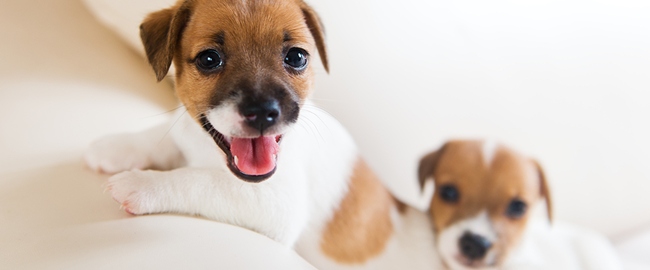 多頭飼育におけるペット保険の必要性