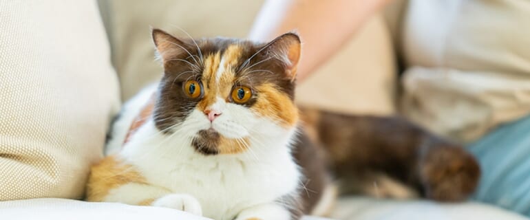 ペット保険でトラブルが起きる理由とは