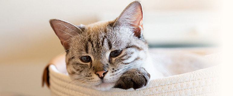 犬・猫と自分に合った高齢（シニア）ペット保険を選ぼう