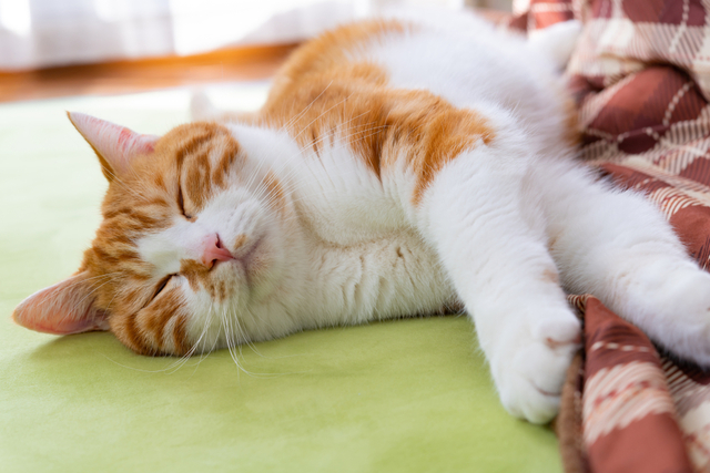 猫の糖尿病を早期発見するには？ 気を付けたい初期症状