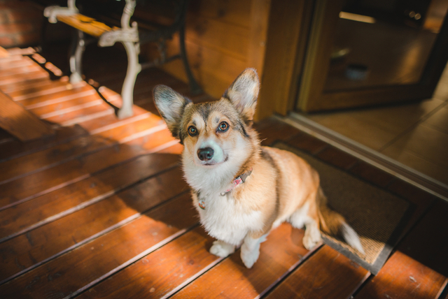 犬にも糖尿病がある？