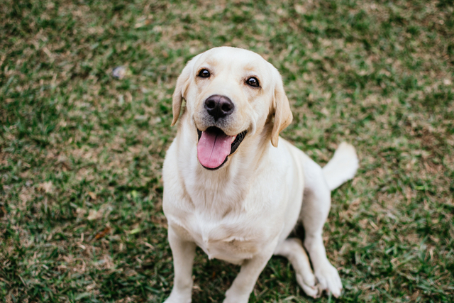 犬の糖尿病と向き合うために