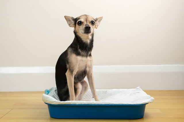 犬の糖尿病の原因と知っておきたい合併症のリスク
