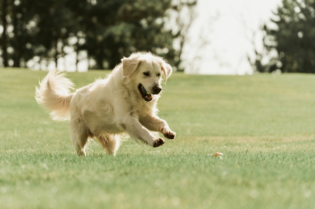 犬の糖尿病の治療と予防