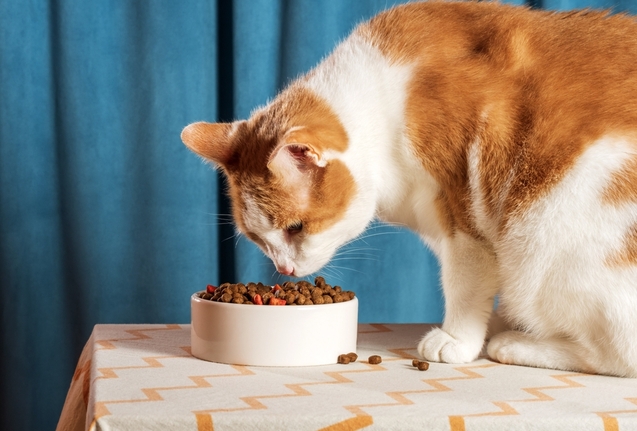 猫の糖尿病とは？