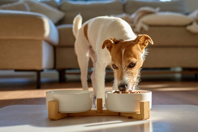 こんな症状があったら注意！犬の糖尿病のサイン