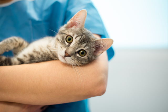 猫が口呼吸していたら? 緊急時の対処法と受診目安