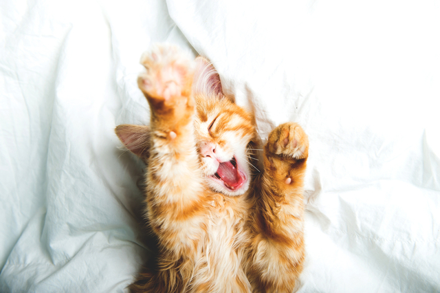 猫のてんかんの原因と分類