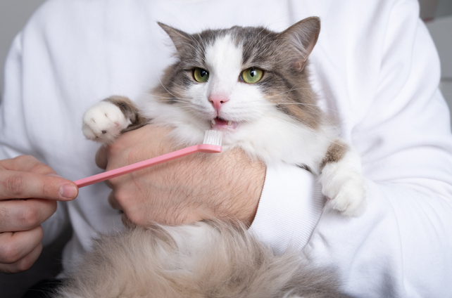 猫の歯肉炎を予防するための自宅ケアのコツ
