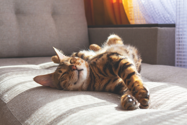 猫の歯肉炎とは?