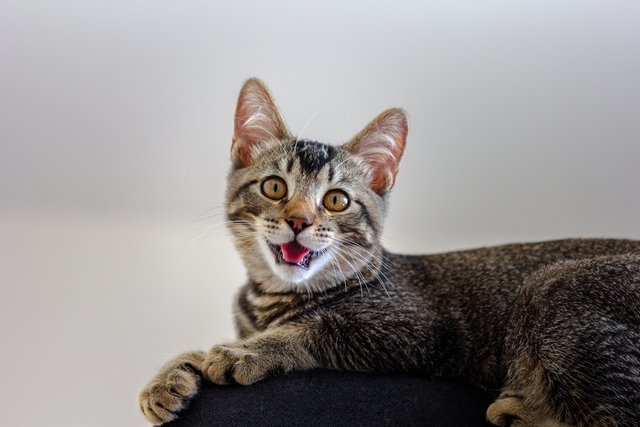 猫の口呼吸は病気の症状?