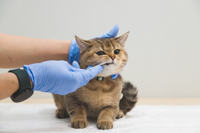 猫の歯肉炎の治療方法と動物病院での対応