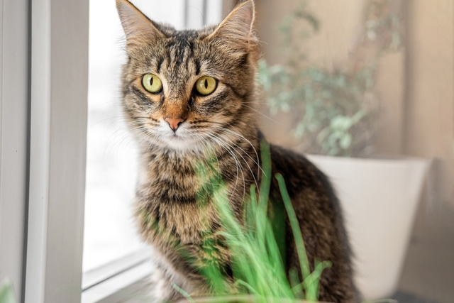 猫にてんかん発作が起きたときの対処法