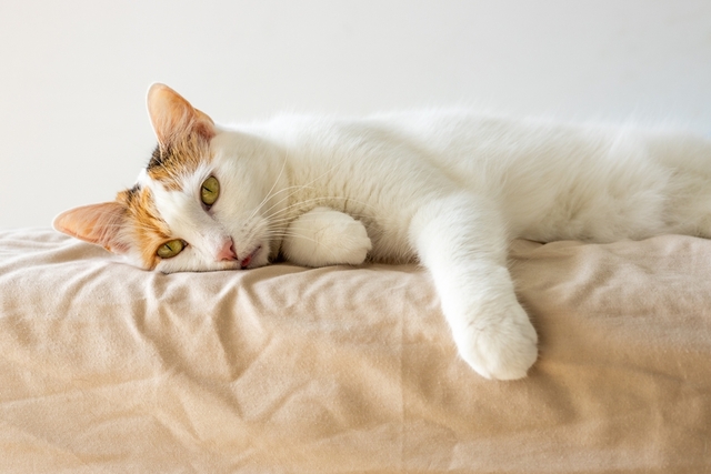 猫が口呼吸をする主な原因と関係する病気