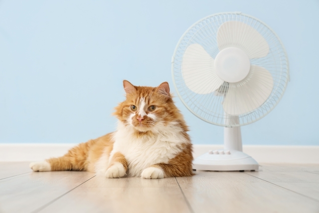 猫の口呼吸を予防するための日常ケアと環境づくり