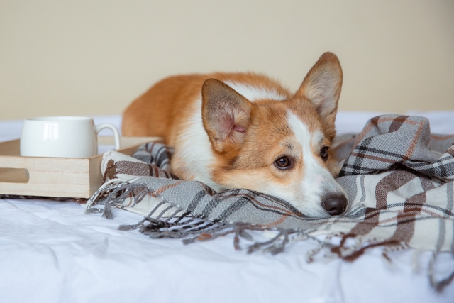 犬の外耳炎の主な原因