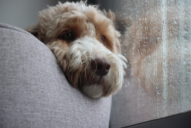 外耳炎にかかりやすい犬種と特徴