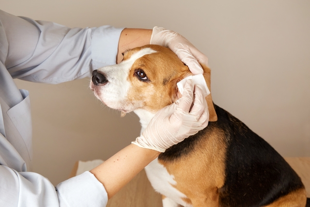 犬の外耳炎の治療方法