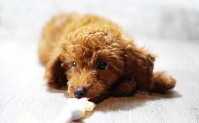 犬の椎間板ヘルニアの主な症状