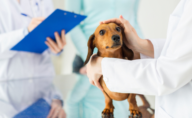 犬の椎間板ヘルニアのグレードと治療方法