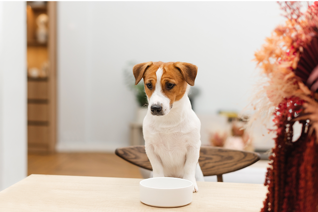 犬が吐いたときに確認すべきポイント