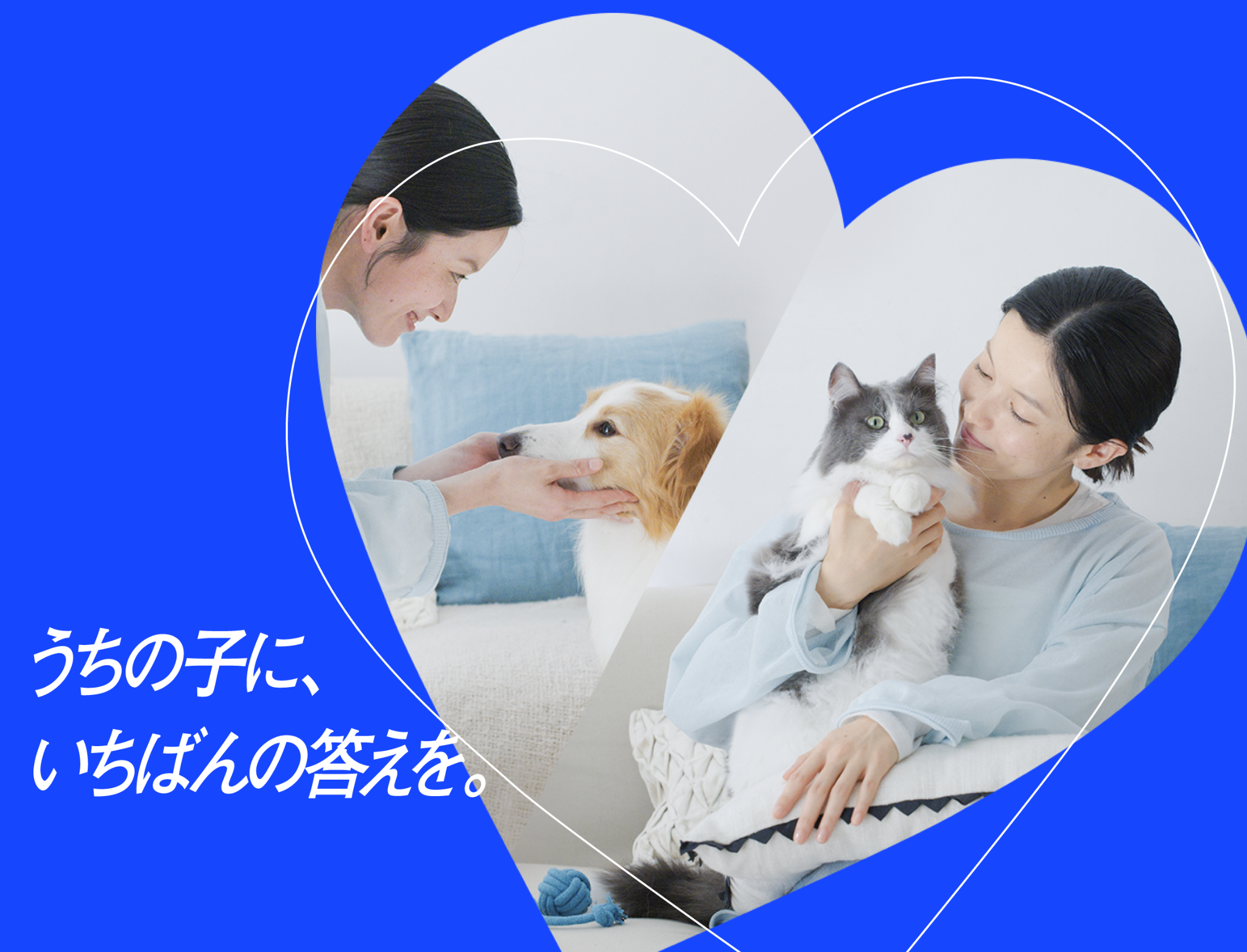 犬・猫のペット保険なら【第一アイペット】公式サイト