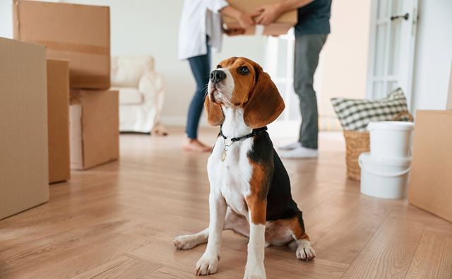 犬の元気がなくなる主な原因