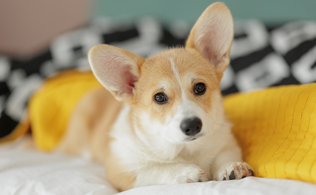 子犬・シニア犬で気をつけたいこと