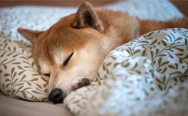 愛犬の元気がないときに飼い主さまができること