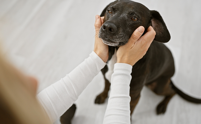 犬のメラノーマ(悪性黒色腫)とは?