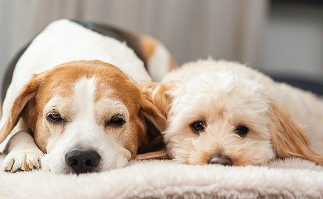 犬のメラノーマの原因