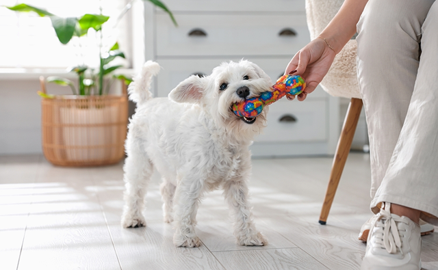 メラノーマにかかりやすい犬種