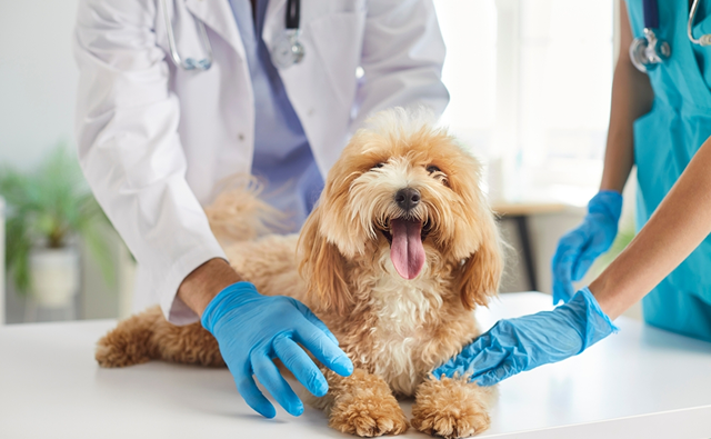 犬のメラノーマの診断・検査方法