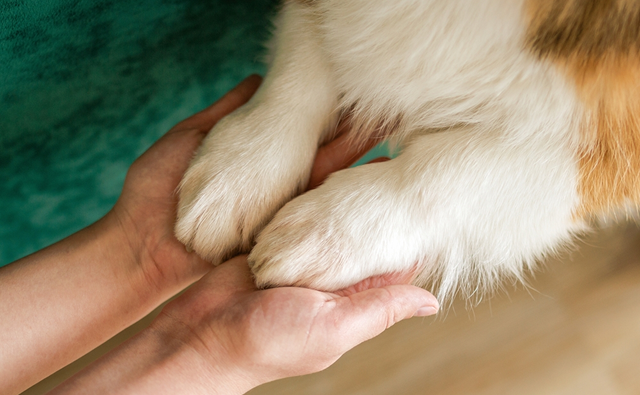 犬のメラノーマの治療方法