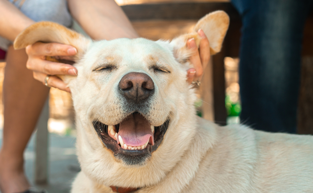 犬のメラノーマの見通しと今後の通院について