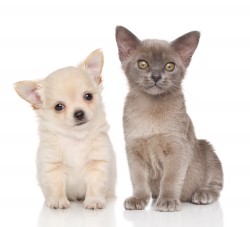 Chihuahua puppy and Burma kitten on white background