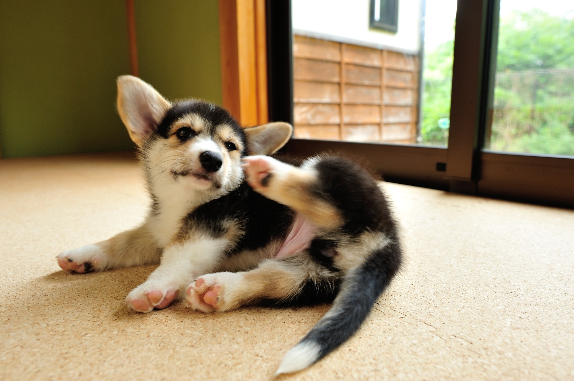 犬・かゆい