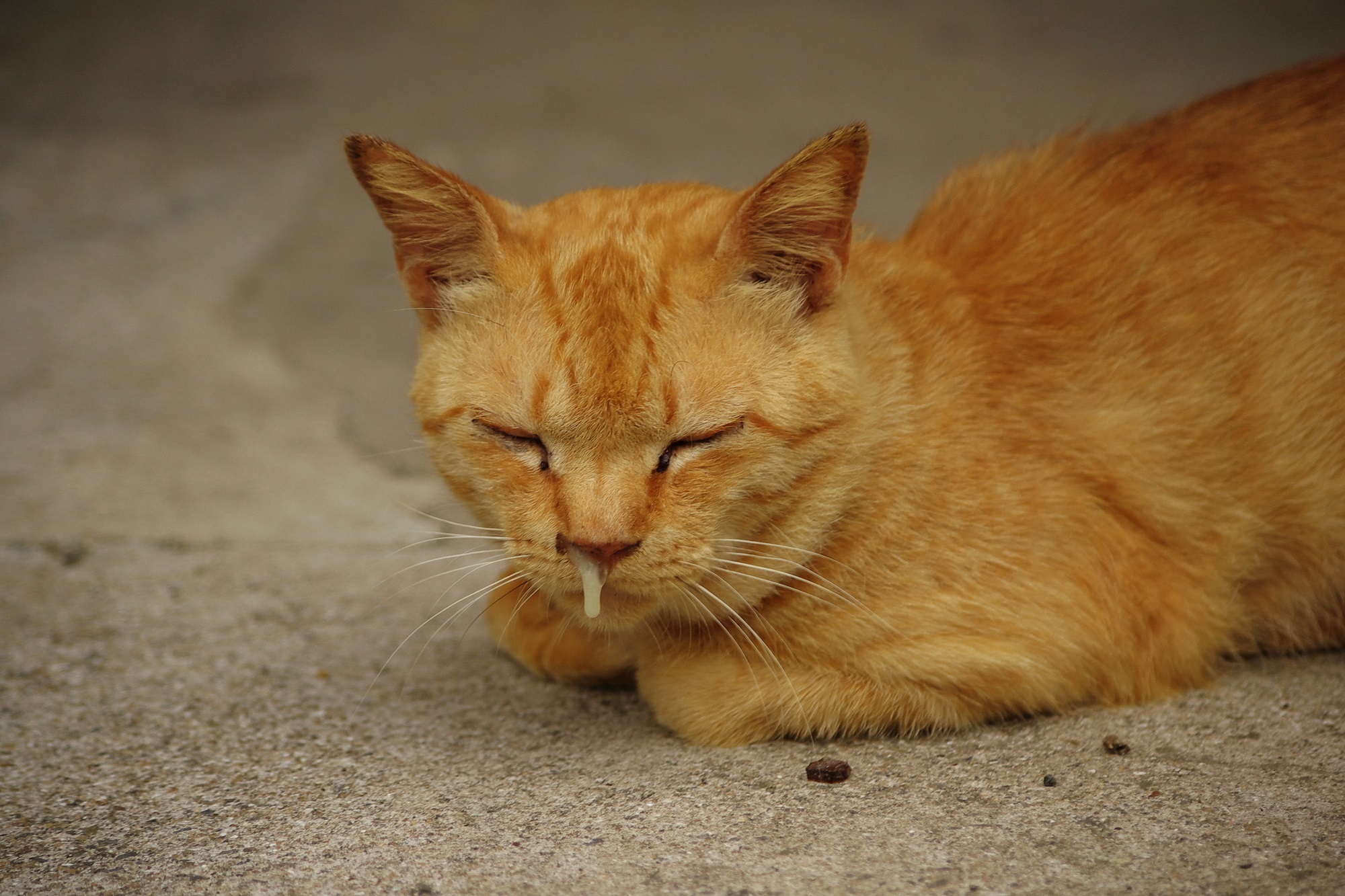 猫・鼻水