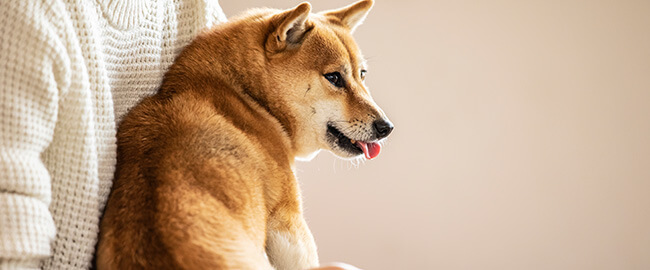 犬種別飼い方ガイド