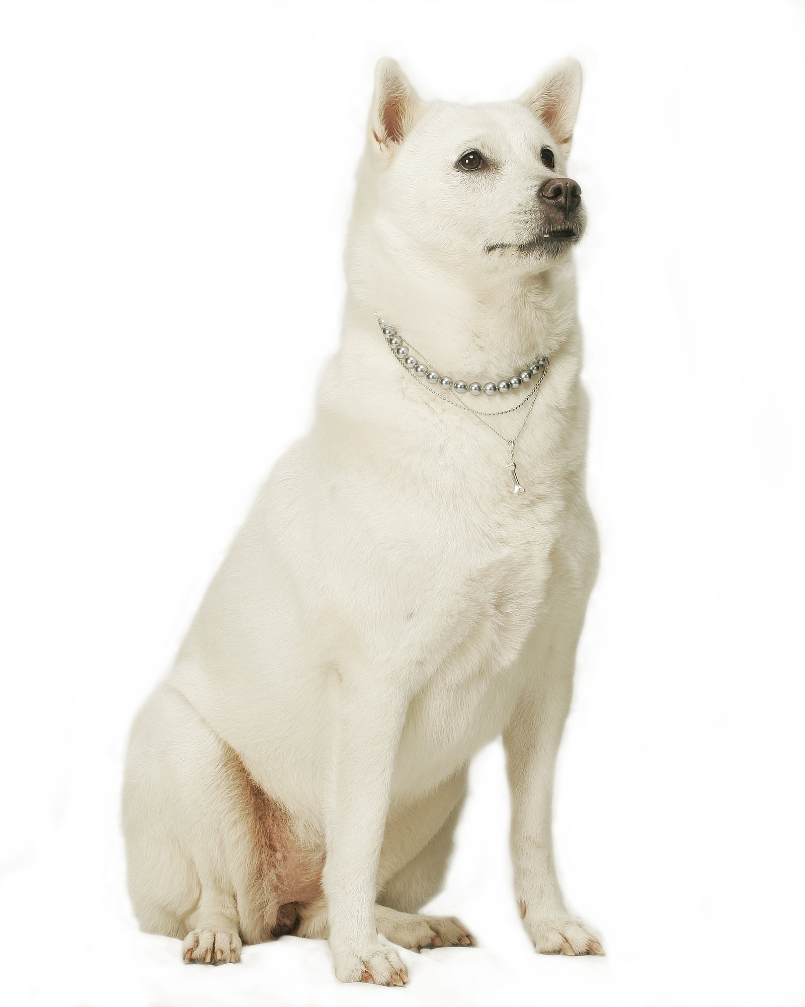 紀州犬